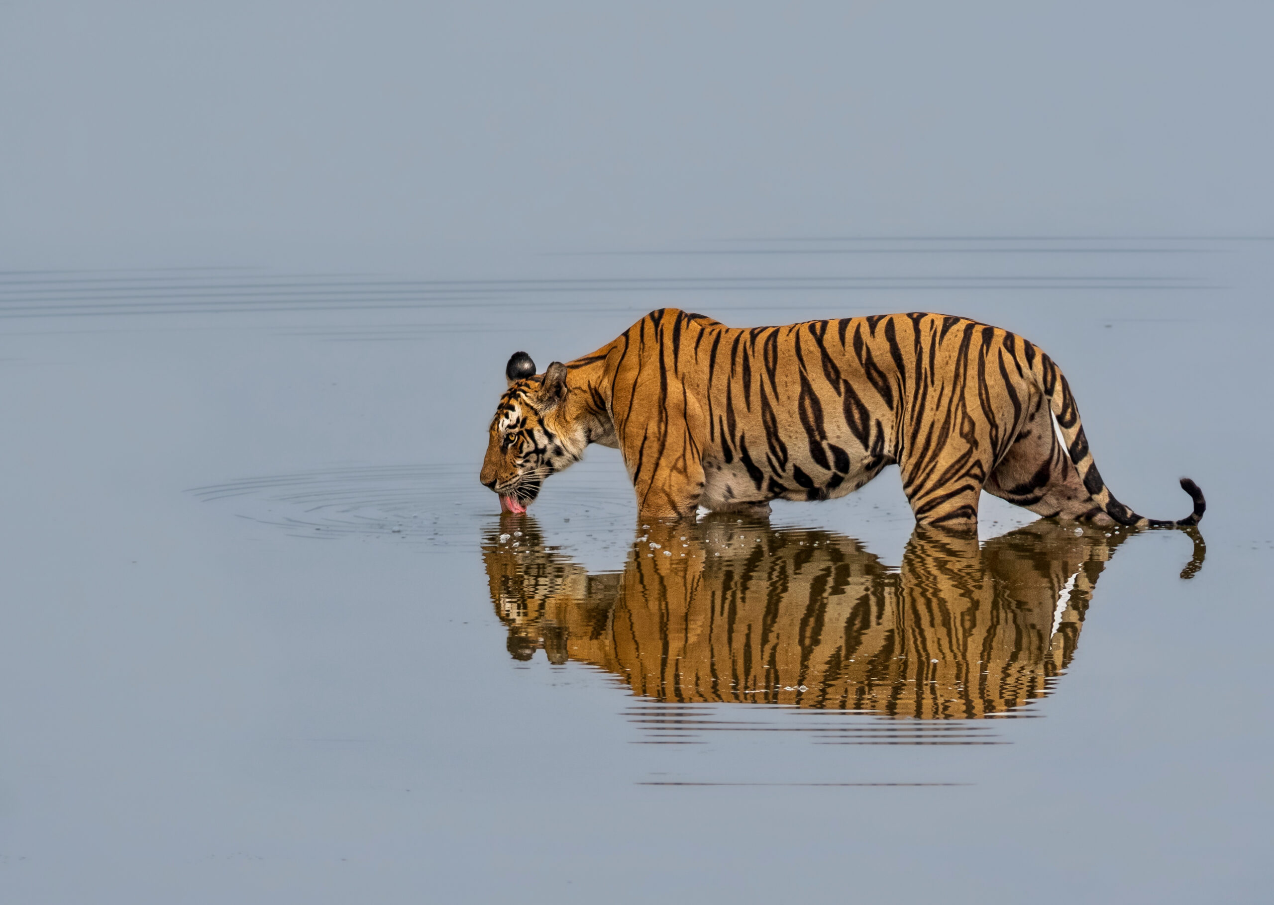Bengal tiger in Panna National Park at golden hour